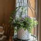 Vintage Garden Birdcage Display