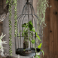 Vintage Garden Birdcage Display