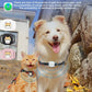 Pet Locator Anti Lost Device Cat Dog Tracking Reservation Device Tracking Artifact Collar Bluetooth GPS Locator for IOS Iphone