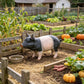 Garden Pig Statues Outdoor Decor