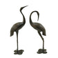 Bird Animals